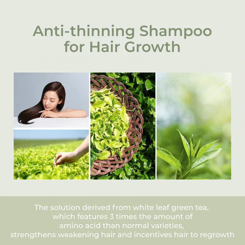 AMOS The Green Tea Shampoo Moist 500g.