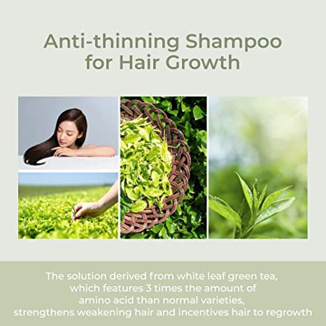 AMOS The Green Tea Shampoo Fresh 500g.