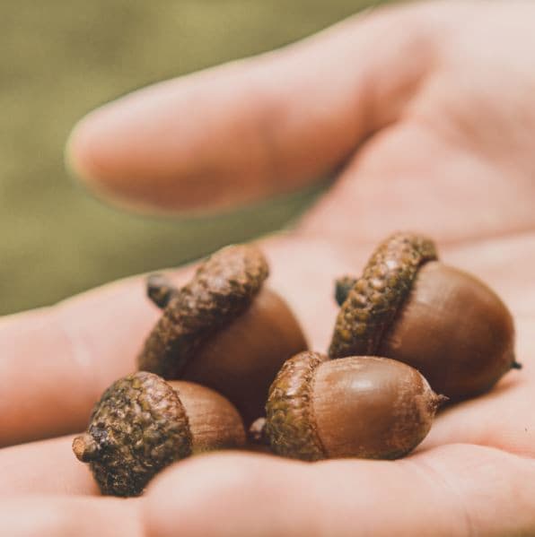 ZAODAM Acorns Pore Care Toner 300ml.